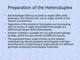 Preparation of the Heteroduplex
• Bacteriophage DNA occurs both as duplex DNA while
growing in the infected cell, and as single strands in the
mature viral particles.
• Separation of the strands of the duplex and reannealing
with an excess of single strand DNA from phage of a
different genotype yields heteroduplex.
• Another method is available for use with bacteriophage
lambda, which has two strands of different density.
• The separated linear single strands can be isolated
individually by density gradient centrifugation and then
annealed with complementary single strands of a different
genotype producing heteroduplex molecules.
 