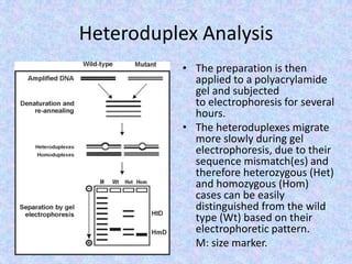 Heteroduplex Analysis
• The preparation is then
applied to a polyacrylamide
gel and subjected
to electrophoresis for several
hours.
• The heteroduplexes migrate
more slowly during gel
electrophoresis, due to their
sequence mismatch(es) and
therefore heterozygous (Het)
and homozygous (Hom)
cases can be easily
distinguished from the wild
type (Wt) based on their
electrophoretic pattern.
M: size marker.
 