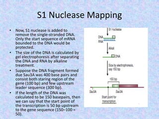 S1 Nuclease Mapping
• Now, S1 nuclease is added to
remove the single-stranded DNA.
Only the start sequence of mRNA
bounded to the DNA would be
protected.
• The size of the DNA is calculated by
gel electrophoresis after separating
the DNA and RNA by alkaline
treatment.
• Suppose the DNA fragment formed
due Sau3A was 400 base pairs and
consist both staring region of the
gene (100 bp) and few upstream
leader sequence (300 bp).
• If the length of the DNA was
calculated to be 150 basepairs, then
we can say that the start point of
the transcription is 50 bp upstream
to the gene sequence (150–100 =
50).
 