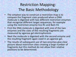 Restriction Mapping:
The Basic Methodology
• The simplest way to construct a restriction map is to
compare the fragment sizes produced when a DNA
molecule is digested with two different restriction enzymes
that recognize different target sequences; for example
using the restriction enzyme Eco R1 and Bam H1
• First the DNA molecule is digested with one of the two
enzymes and the sizes of the resulting fragments are
measured by agarose gel electrophoresis.
• Next the molecule is digested with the second enzyme and
the resulting fragment again sized in an agarose gel.
• The results of subsequent use of two enzymes give clear
picture about restriction sites creating a large number of
fragments but this method do not allow their relative
positions to be determined.
 