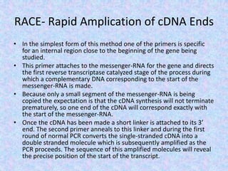 RACE- Rapid Amplication of cDNA Ends
• In the simplest form of this method one of the primers is specific
for an internal region close to the beginning of the gene being
studied.
• This primer attaches to the messenger-RNA for the gene and directs
the first reverse transcriptase catalyzed stage of the process during
which a complementary DNA corresponding to the start of the
messenger-RNA is made.
• Because only a small segment of the messenger-RNA is being
copied the expectation is that the cDNA synthesis will not terminate
prematurely, so one end of the cDNA will correspond exactly with
the start of the messenger-RNA.
• Once the cDNA has been made a short linker is attached to its 3’
end. The second primer anneals to this linker and during the first
round of normal PCR converts the single-stranded cDNA into a
double stranded molecule which is subsequently amplified as the
PCR proceeds. The sequence of this amplified molecules will reveal
the precise position of the start of the transcript.
 
