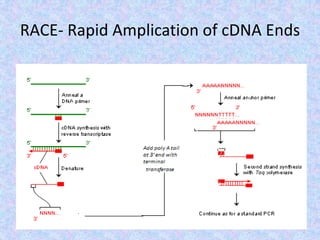 RACE- Rapid Amplication of cDNA Ends
 