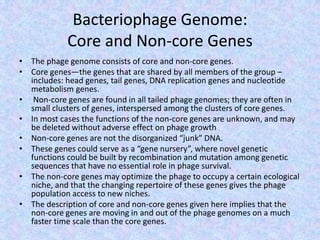 Bacteriophage Genome:
Core and Non-core Genes
• The phage genome consists of core and non-core genes.
• Core genes—the genes that are shared by all members of the group –
includes: head genes, tail genes, DNA replication genes and nucleotide
metabolism genes.
• Non-core genes are found in all tailed phage genomes; they are often in
small clusters of genes, interspersed among the clusters of core genes.
• In most cases the functions of the non-core genes are unknown, and may
be deleted without adverse effect on phage growth
• Non-core genes are not the disorganized “junk” DNA.
• These genes could serve as a “gene nursery”, where novel genetic
functions could be built by recombination and mutation among genetic
sequences that have no essential role in phage survival.
• The non-core genes may optimize the phage to occupy a certain ecological
niche, and that the changing repertoire of these genes gives the phage
population access to new niches.
• The description of core and non-core genes given here implies that the
non-core genes are moving in and out of the phage genomes on a much
faster time scale than the core genes.
 