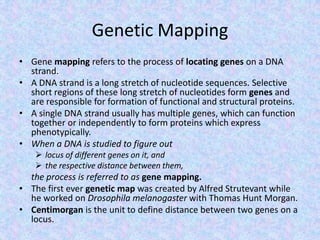 Genetic Mapping
• Gene mapping refers to the process of locating genes on a DNA
strand.
• A DNA strand is a long stretch of nucleotide sequences. Selective
short regions of these long stretch of nucleotides form genes and
are responsible for formation of functional and structural proteins.
• A single DNA strand usually has multiple genes, which can function
together or independently to form proteins which express
phenotypically.
• When a DNA is studied to figure out
 locus of different genes on it, and
 the respective distance between them,
the process is referred to as gene mapping.
• The first ever genetic map was created by Alfred Strutevant while
he worked on Drosophila melanogaster with Thomas Hunt Morgan.
• Centimorgan is the unit to define distance between two genes on a
locus.
 