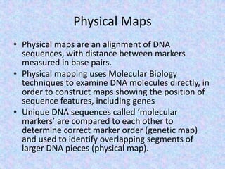 Physical Maps
• Physical maps are an alignment of DNA
sequences, with distance between markers
measured in base pairs.
• Physical mapping uses Molecular Biology
techniques to examine DNA molecules directly, in
order to construct maps showing the position of
sequence features, including genes
• Unique DNA sequences called ‘molecular
markers’ are compared to each other to
determine correct marker order (genetic map)
and used to identify overlapping segments of
larger DNA pieces (physical map).
 