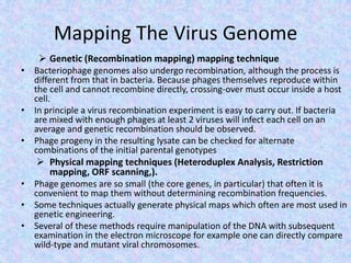 Mapping The Virus Genome
 Genetic (Recombination mapping) mapping technique
• Bacteriophage genomes also undergo recombination, although the process is
different from that in bacteria. Because phages themselves reproduce within
the cell and cannot recombine directly, crossing-over must occur inside a host
cell.
• In principle a virus recombination experiment is easy to carry out. If bacteria
are mixed with enough phages at least 2 viruses will infect each cell on an
average and genetic recombination should be observed.
• Phage progeny in the resulting lysate can be checked for alternate
combinations of the initial parental genotypes
 Physical mapping techniques (Heteroduplex Analysis, Restriction
mapping, ORF scanning,).
• Phage genomes are so small (the core genes, in particular) that often it is
convenient to map them without determining recombination frequencies.
• Some techniques actually generate physical maps which often are most used in
genetic engineering.
• Several of these methods require manipulation of the DNA with subsequent
examination in the electron microscope for example one can directly compare
wild-type and mutant viral chromosomes.
 