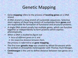 Mapping the bacteriophage genome | PPT