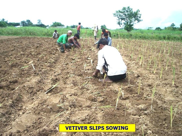 Vetiver Cultivation Technique