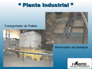 Transportador de Pallets Alimentador de bandejas “  Planta Industrial ” 