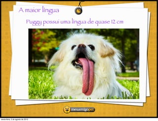 A maior língua
                             Puggy possui uma língua de quase 12 cm




sexta-feira, 3 de agosto de 2012
 