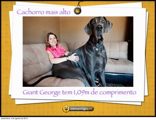Cachorro mais alto




                          Giant George tem 1,09m de comprimento


sexta-feira, 3 de agosto de 2012
 