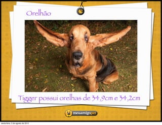Orelhão




                   Tigger possui orelhas de 34,9cm e 34,2cm


sexta-feira, 3 de agosto de 2012
 