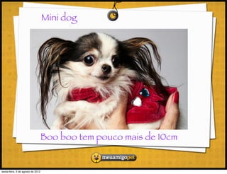 Mini dog




                               Boo boo tem pouco mais de 10cm


sexta-feira, 3 de agosto de 2012
 