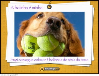 A bolinha é minha!




                  Augi consegue colocar 5 bolinhas de tênis da boca



sexta-feira, 3 de agosto de 2012
 