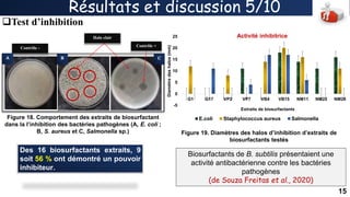 Formation des biofilms chez les bactéries du genre Bacillus dans les ...
