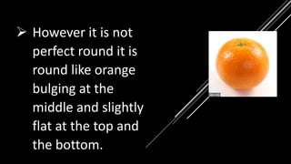  However it is not
perfect round it is
round like orange
bulging at the
middle and slightly
flat at the top and
the bottom.
 