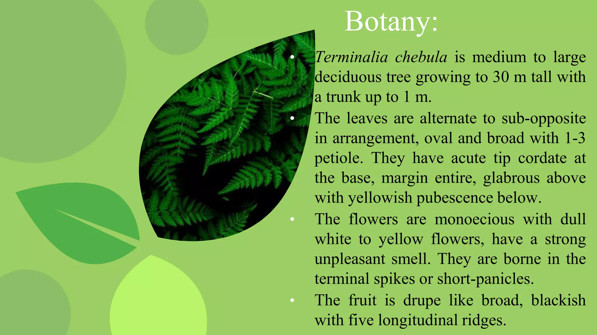 Terminalia chebula (Harro) | PPTX