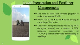 Terminalia chebula (Harro) | PPTX