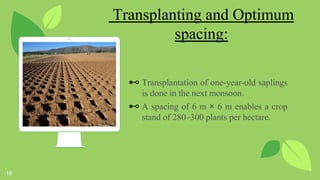 Terminalia chebula (Harro) | PPTX