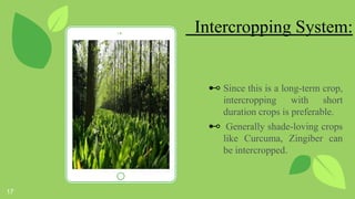 Terminalia chebula (Harro) | PPTX