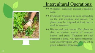 Terminalia chebula (Harro) | PPTX