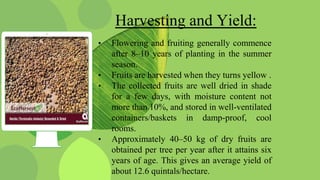 Terminalia chebula (Harro) | PPTX