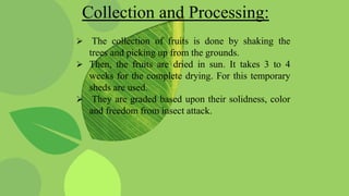 Terminalia chebula (Harro) | PPTX