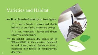 Terminalia chebula (Harro) | PPTX