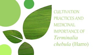 CULTIVATION
PRACTICES AND
MEDICINAL
IMPORTANCE OF
Terminalia
chebula (Harro)
 