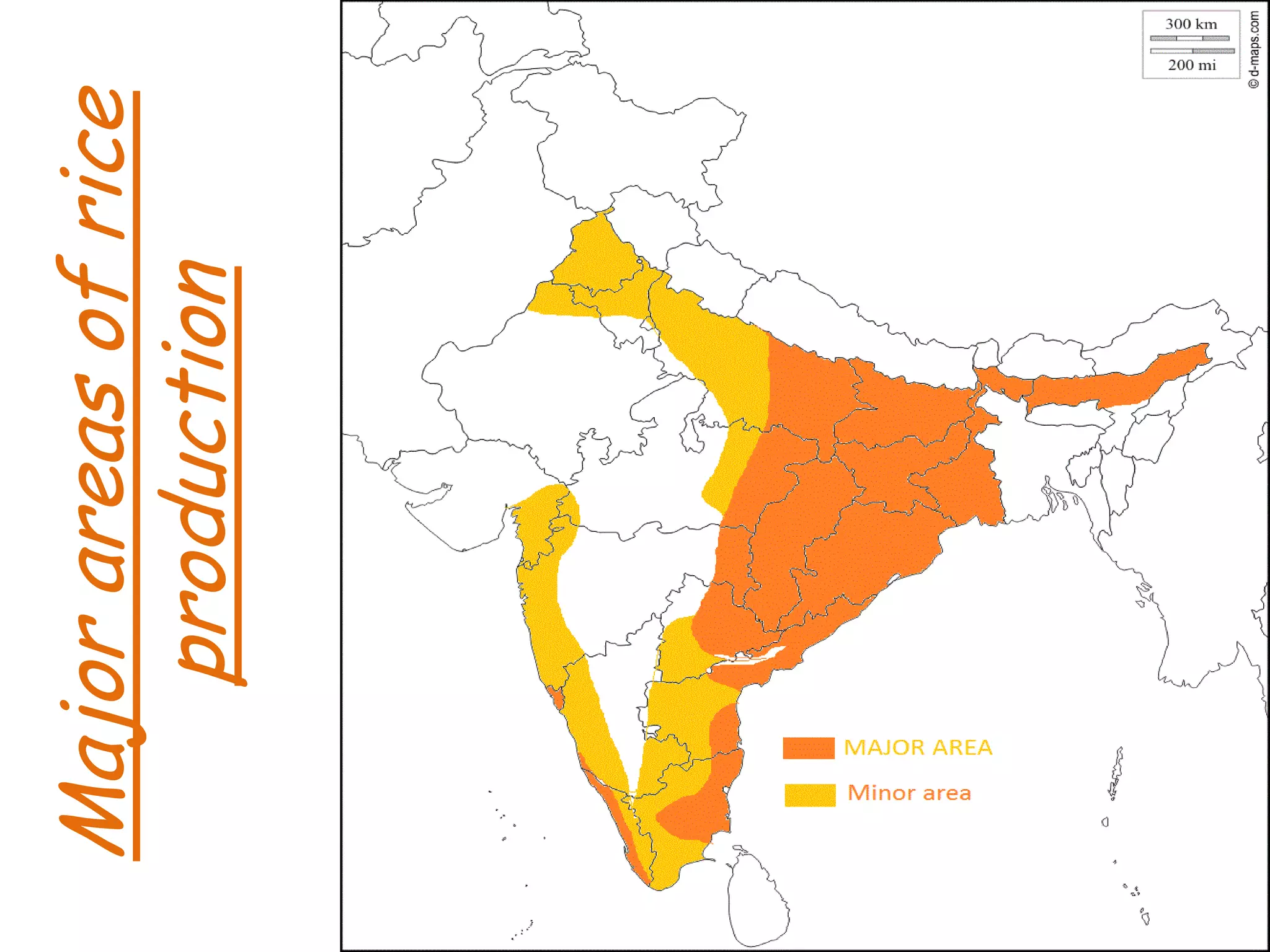 Major
areas
of
rice
production
 