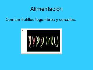 Alimentación
Comían frutillas legumbres y cereales.
 