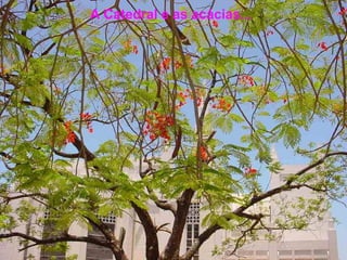 A Catedral e as acácias...   