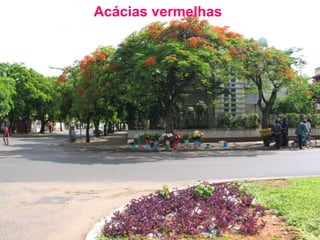 Acácias vermelhas

 
