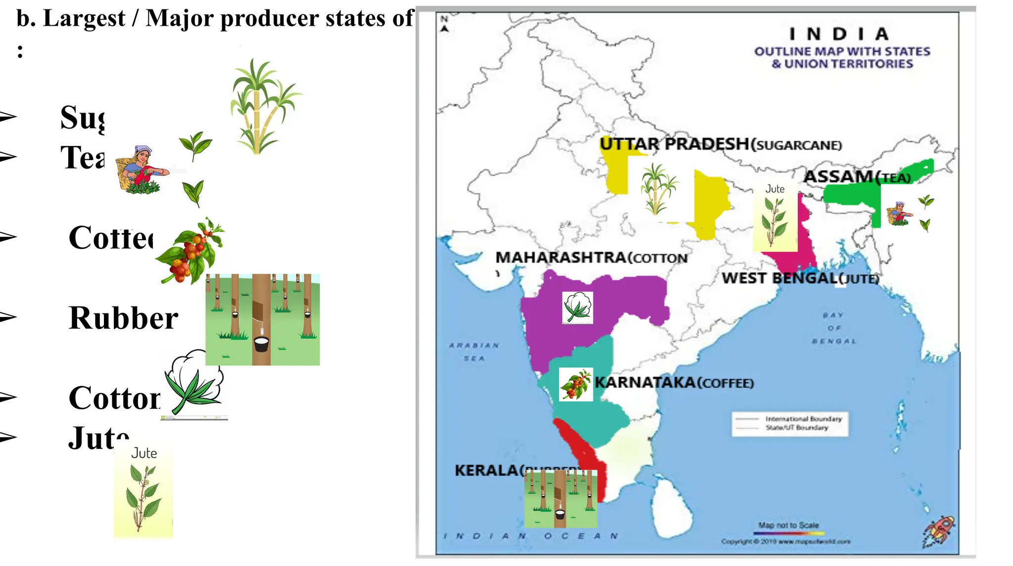 b. Largest / Major producer states of
:
➢ Sugarcane
➢ Tea
➢ Coffee
➢ Rubber
➢ Cotton
➢ Jute
 