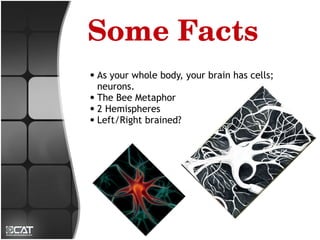 Some Facts
● As your whole body, your brain has cells;
  neurons.
● The Bee Metaphor
● 2 Hemispheres
● Left/Right brained?
 