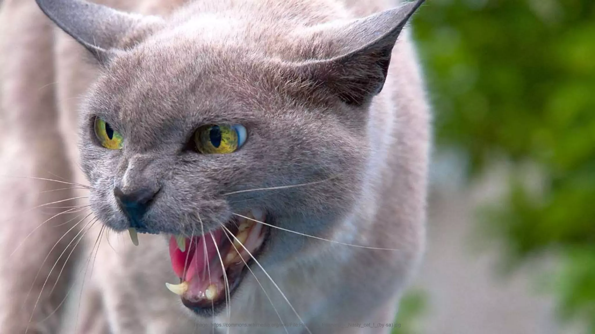 Image: https://commons.wikimedia.org/wiki/File:Hannibal_Poenaru_-_Nasty_cat_!_(by-sa).jpg
 