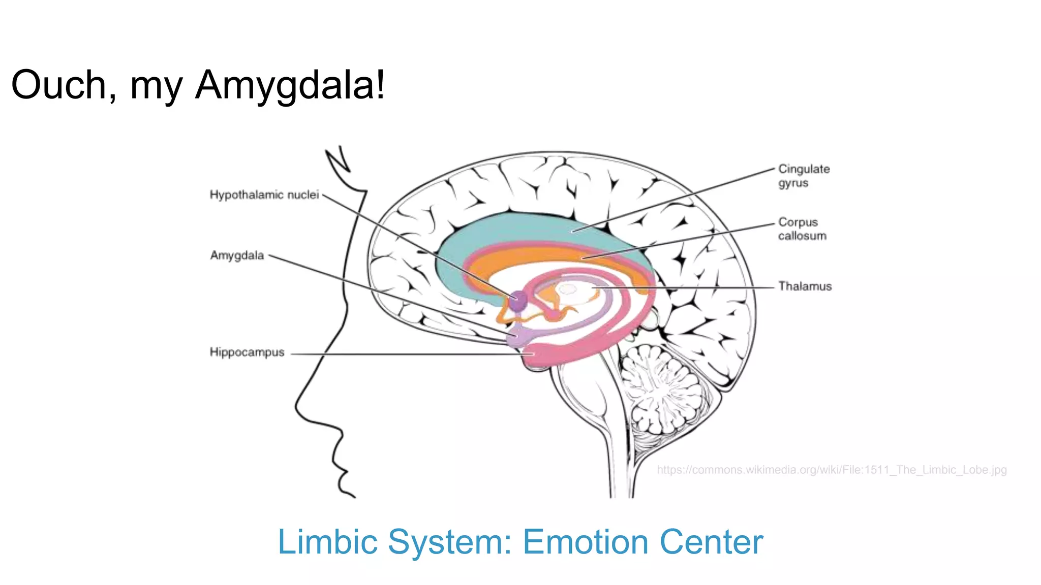 Ouch, my Amygdala!
Limbic System: Emotion Center
https://commons.wikimedia.org/wiki/File:1511_The_Limbic_Lobe.jpg
 