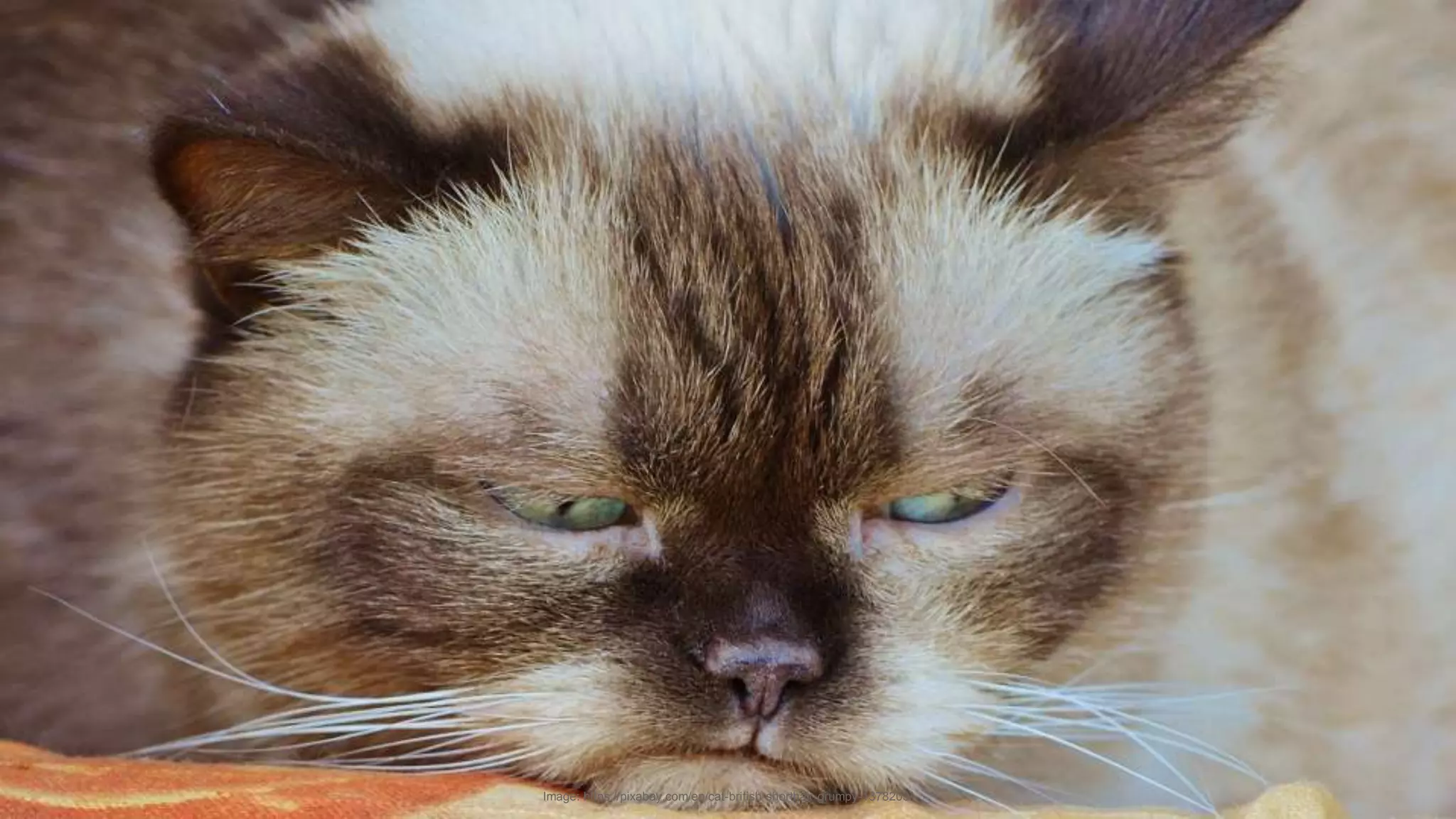 Image: https://pixabay.com/en/cat-british-shorthair-grumpy-1378203/
 