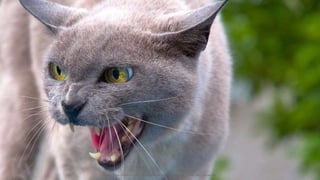 Image: https://commons.wikimedia.org/wiki/File:Hannibal_Poenaru_-_Nasty_cat_!_(by-sa).jpg
 