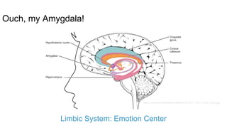 Ouch, my Amygdala!
Limbic System: Emotion Center
https://commons.wikimedia.org/wiki/File:1511_The_Limbic_Lobe.jpg
 