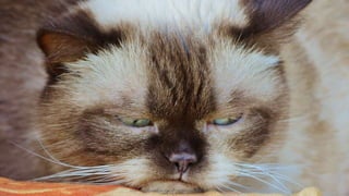 Image: https://pixabay.com/en/cat-british-shorthair-grumpy-1378203/
 