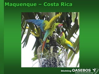 Maquenque – Costa Rica 