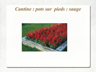 Cantine : pots sur pieds : sauge 
 