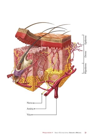 Maquiador 1 Arco Ocupacional Imagem e Belez a	 51
Nervo
Artéria
Veia
Hipoderme	Derme	Epiderme
 