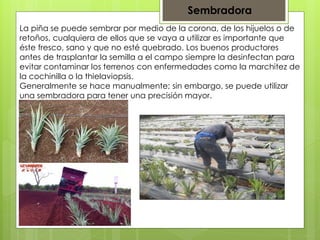 Maquinaria Agricola utilizada en la produccion de Piña.pdf
