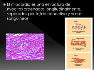 El miocardio es una estructura de miocitos ordenados longitudinalmente, separados por tejido conectivo y vasos sanguineos.