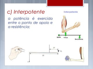 c) Interpotente
a potência é exercida
entre o ponto de apoio e
a resistência;
 