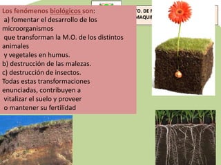 Los fenómenos biológicos son:
a) fomentar el desarrollo de los
microorganismos
que transforman la M.O. de los distintos
animales
y vegetales en humus.
b) destrucción de las malezas.
c) destrucción de insectos.
Todas estas transformaciones
enunciadas, contribuyen a
vitalizar el suelo y proveer
o mantener su fertilidad
 