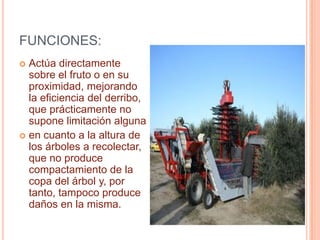 MAQUINA COSECHADORA DE ACEITUNASLa presente invención consiste en una máquina provista de un chasis sobre el que se montan una pareja de rotores porta-bastones para vibrado de la copa de los árboles, e incorpora cilindros que permiten que dichos rotores queden sensiblemente alineados sobre el plano longitudinal y medio de la máquina, en situación de transporte, o que emerjan lateralmente en situación de trabajo. 