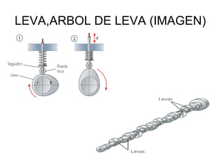 LEVA,ARBOL DE LEVA (IMAGEN)
 